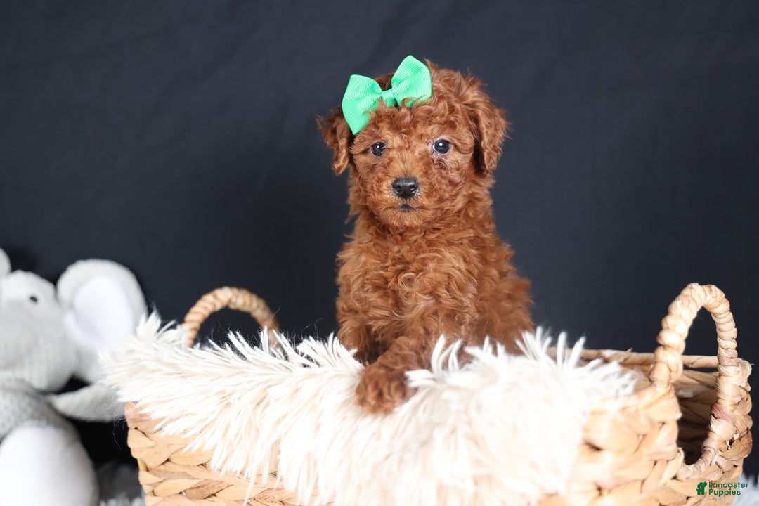 Miniature Poodle dogs for sale: BUSTER - Ad 12