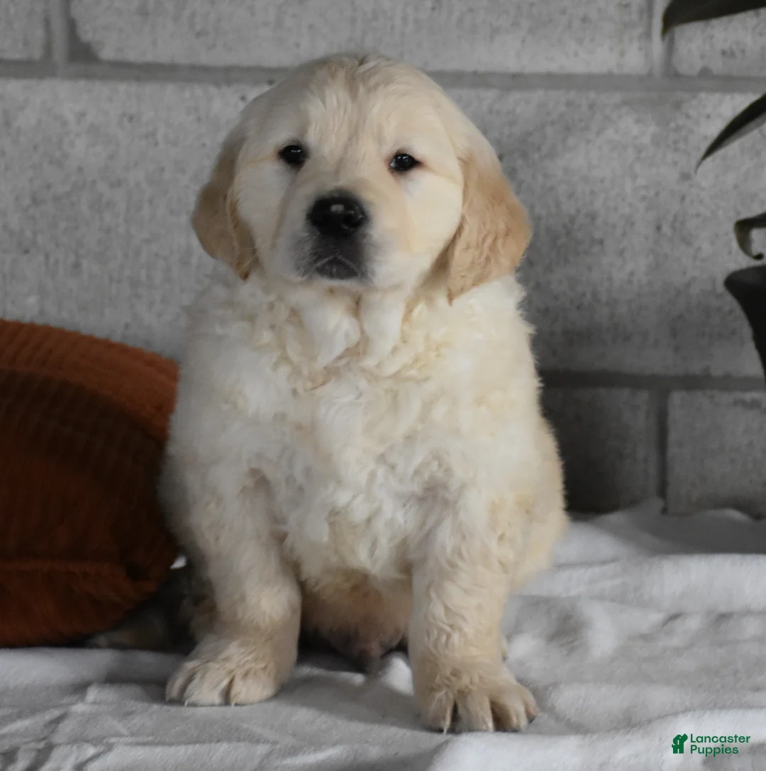 Golden Retriever dogs for sale: Cleo Genetic/OFA  - Ad 2