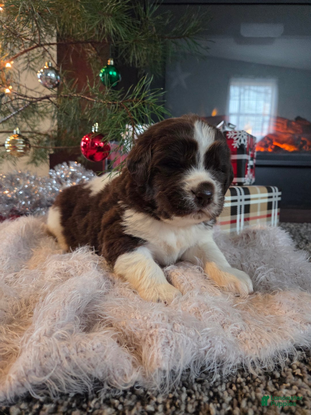 Newfoundland dogs for sale: Frosty  - Ad 4