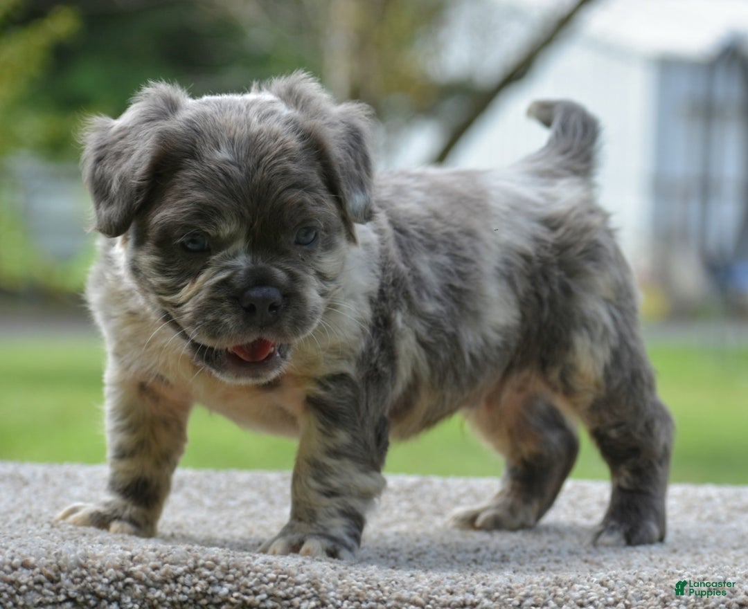 Blue Eyes English Bulldog Store French Bulldog And Mini Australian
