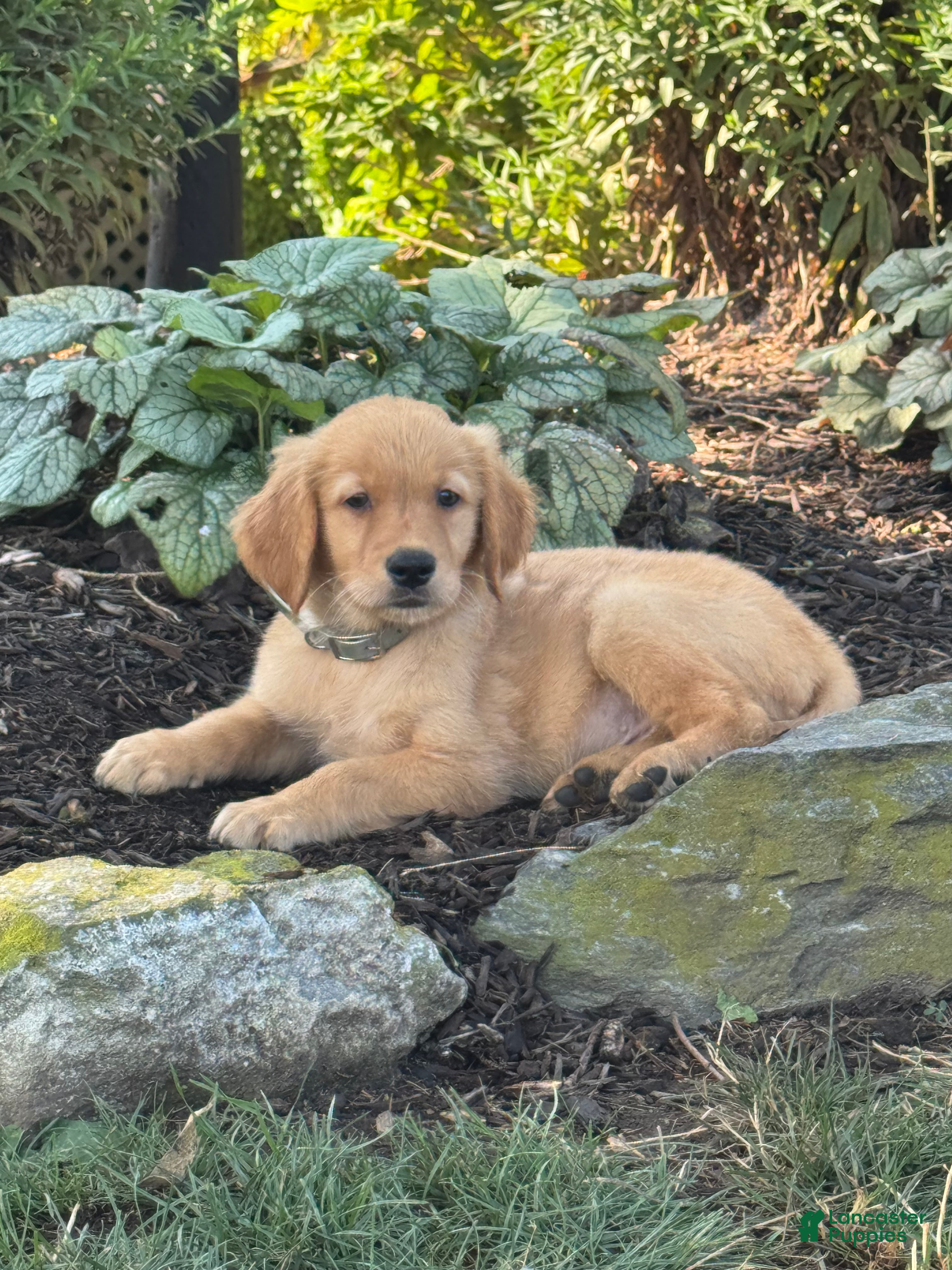 Golden Retriever dogs Keith - Ad 1