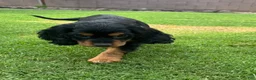 Cocker Spaniel dogs for sale: Cocker Spaniel 1 - Ad 8