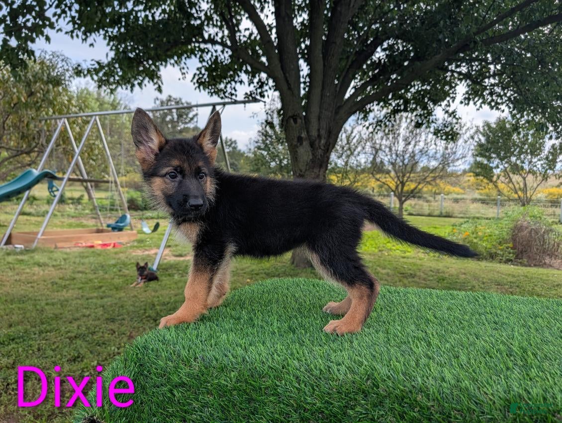 German Shepherd dogs Dixie - Ad 2