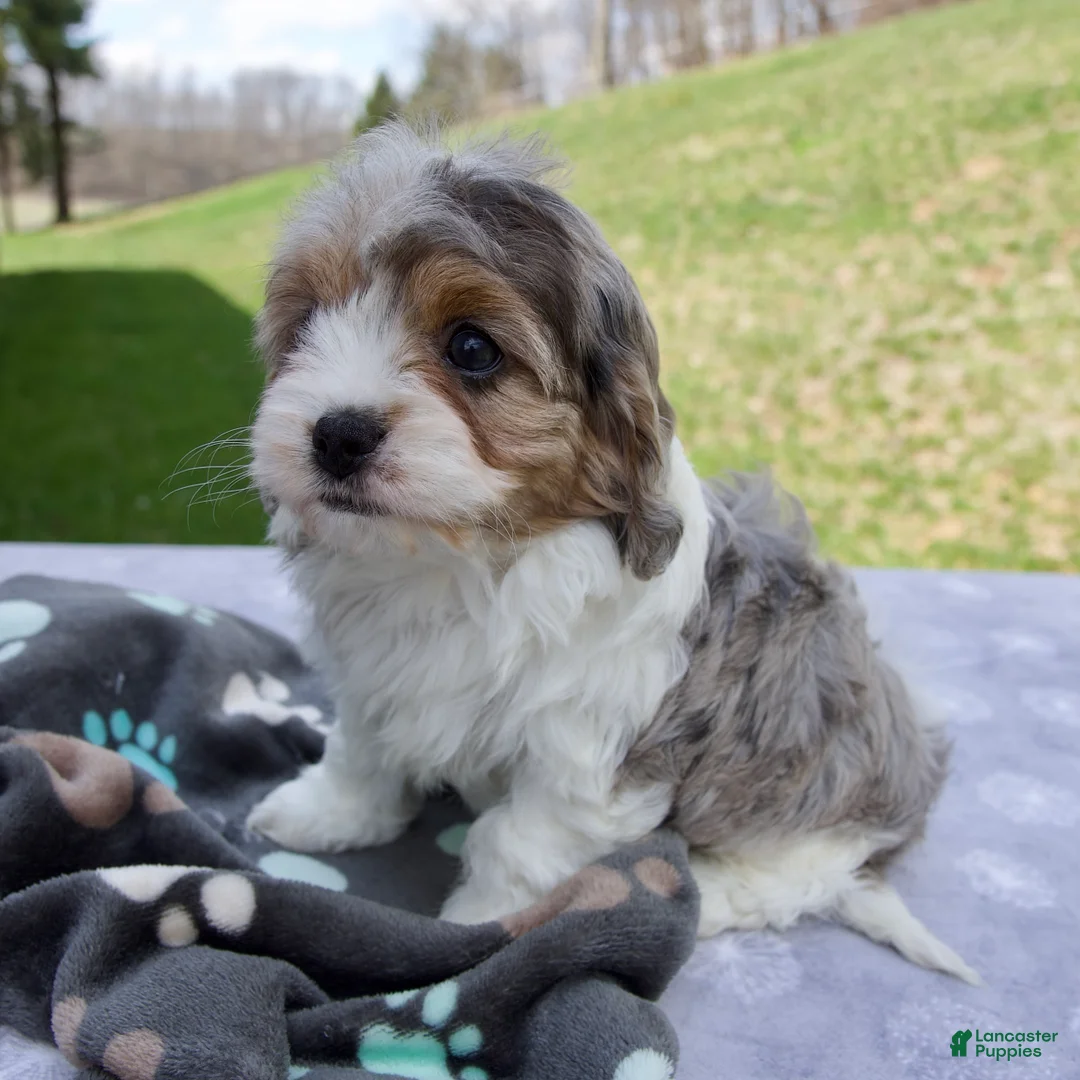 Cavapoo dogs for sale: Bliss - Ad 2