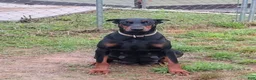 Doberman Pinscher dogs for sale: Doberman Pinscher / Blue - Ad 5