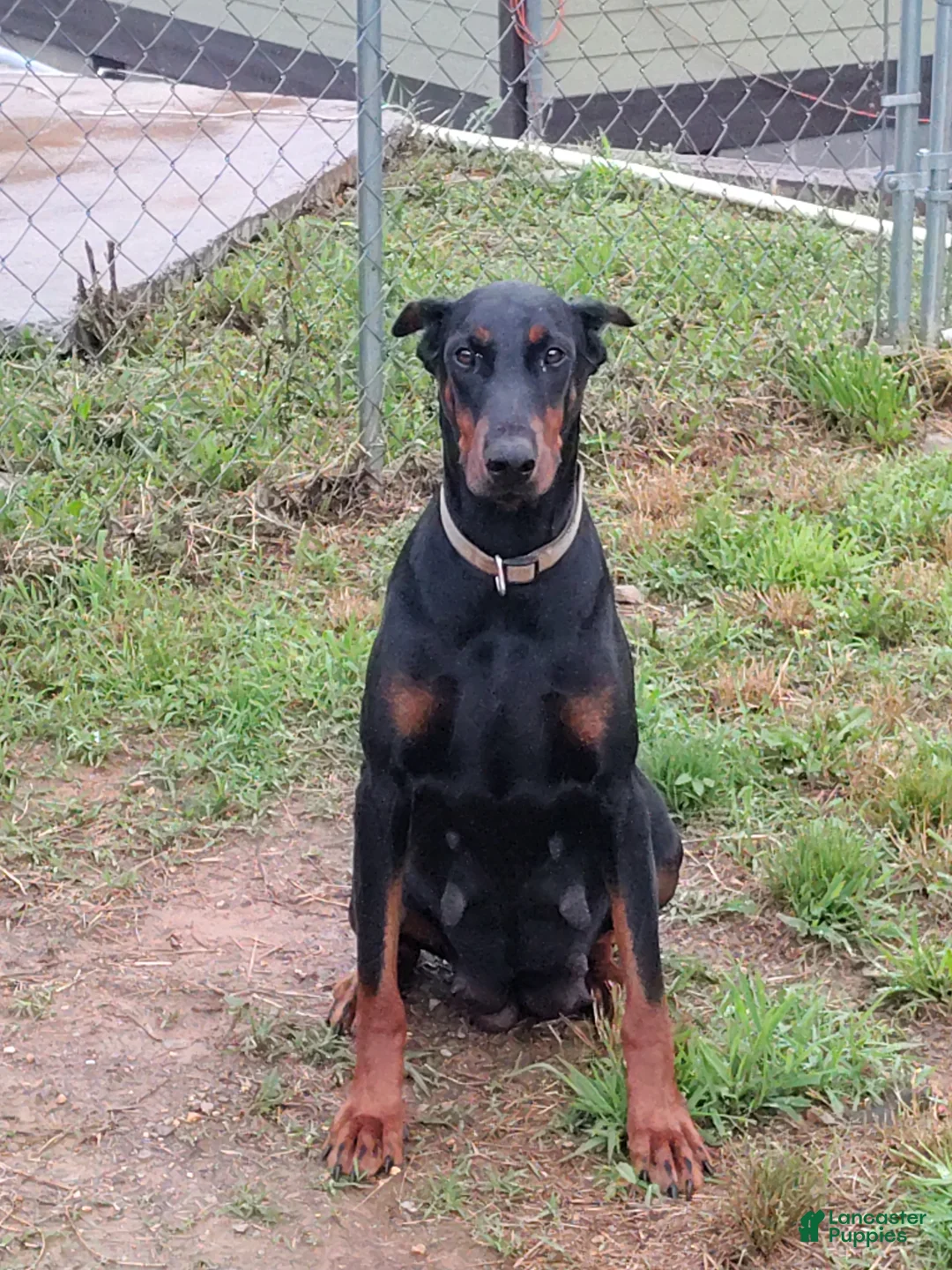 Doberman Pinscher dogs for sale: Doberman Pinscher / Blue - Ad 5