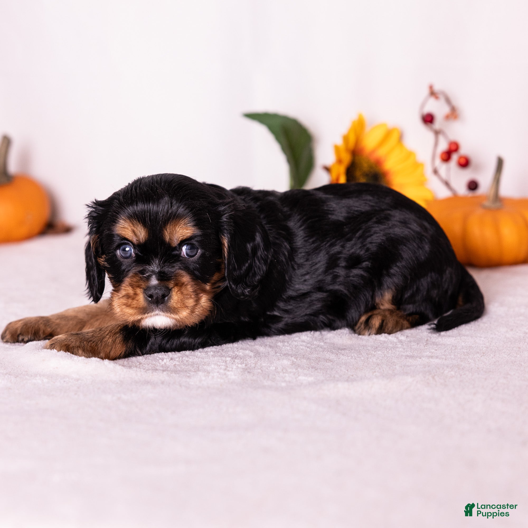 Cavalier King Charles Spaniel dogs Judah - Ad 2