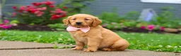 Golden Retriever dogs for sale: Banana - Ad 6