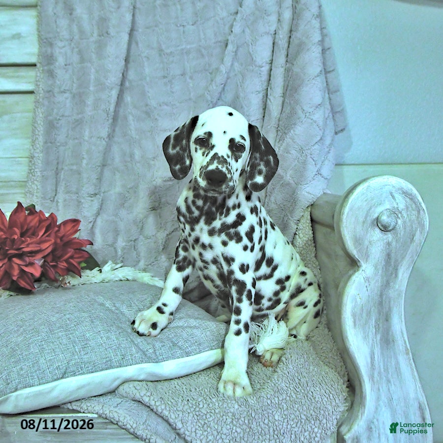 Dalmatian dogs Mimi - Ad 2