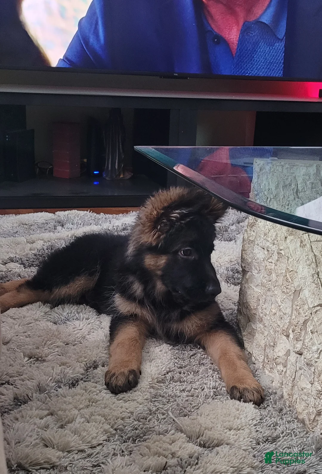 German Shepherd dogs for sale: Buddy  - Ad 6