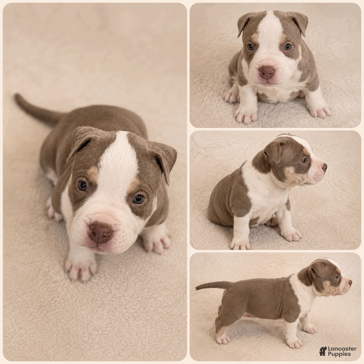 American Bully dogs for sale: Mixed Breed Puppy 2 - Ad 1