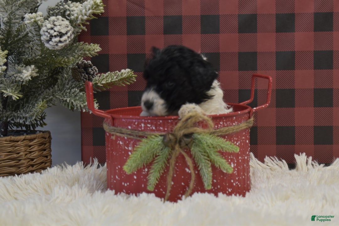 Miniature Poodle dogs for sale: Mason - Ad 8