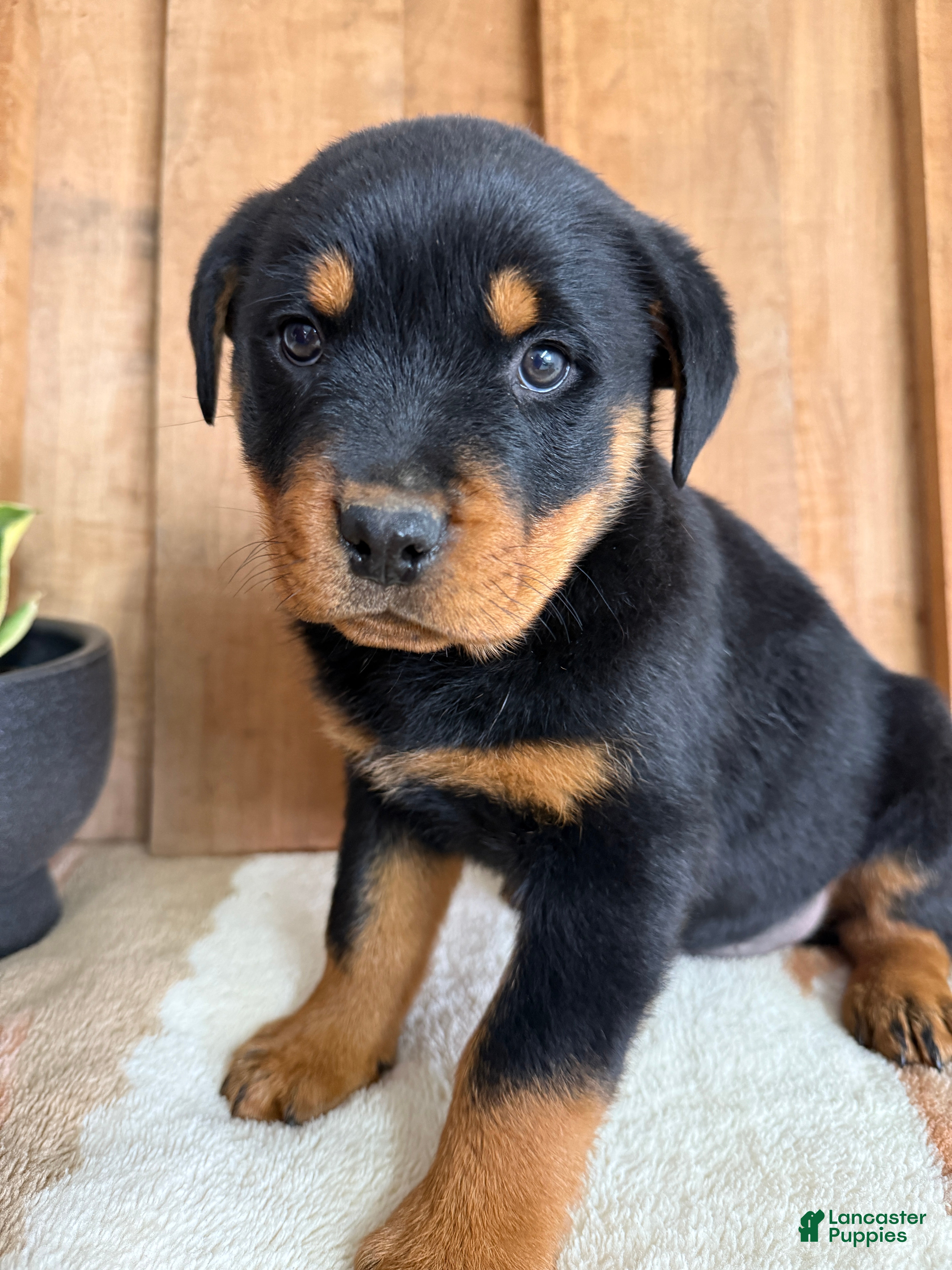 Rottweiler dogs Logan - Ad 12