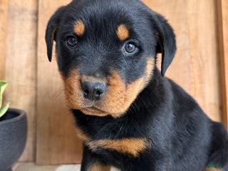 Rottweiler dogs Logan - Ad 26