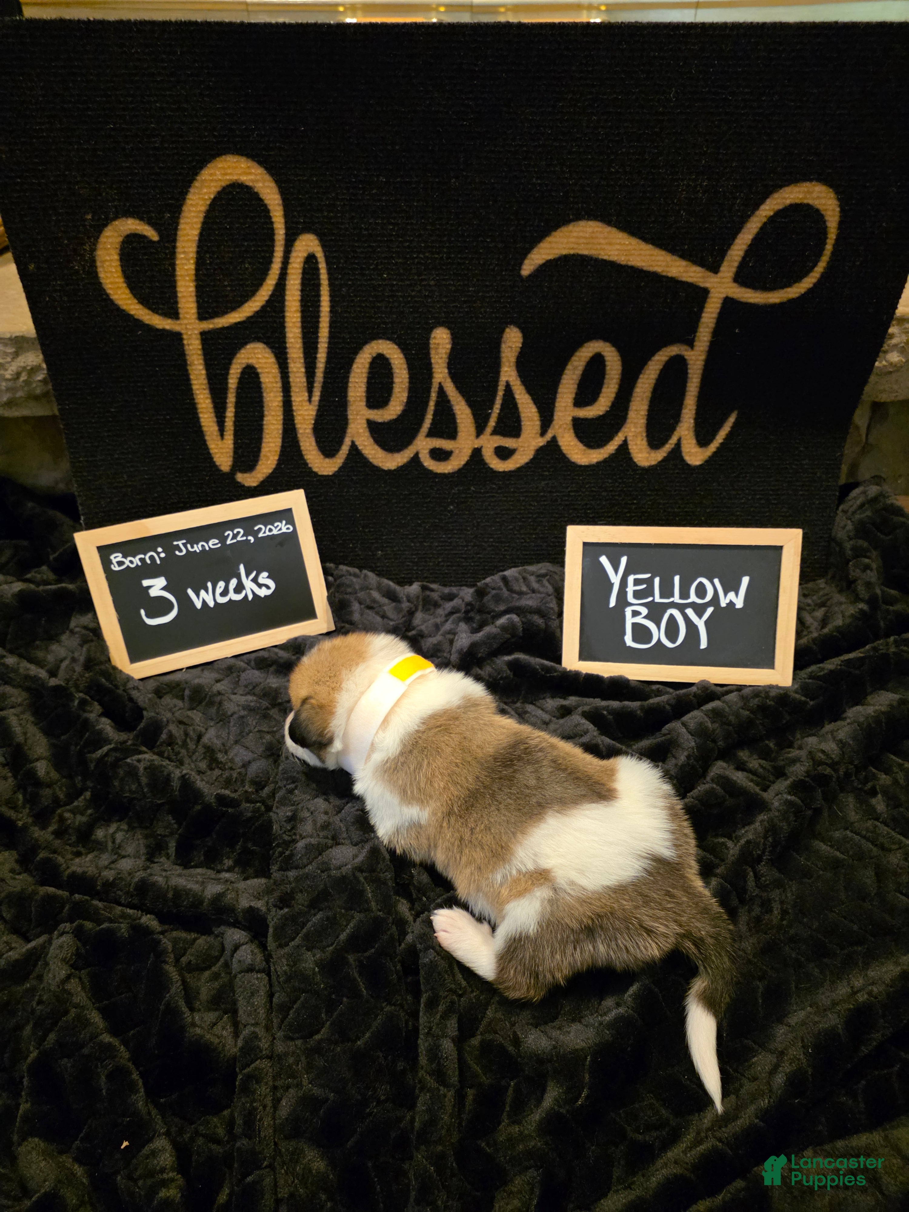 Mixed Breed dogs for sale: Yellow Boy - Ad 1