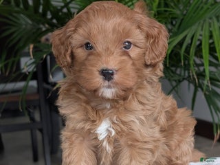 Mini Goldendoodle dogs - Ad 9
