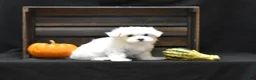Maltese dogs for sale: Koda - Ad 5