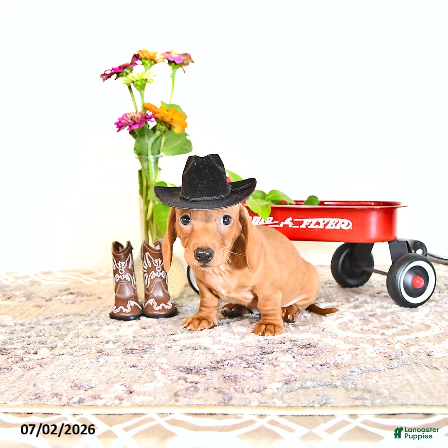Miniature Dachshund dogs Corey - Ad 2