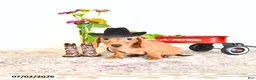 Miniature Dachshund dogs for sale: Corey - Ad 2