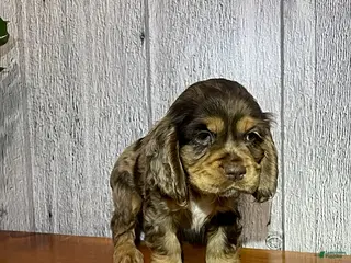 Cocker Spaniel dogs for sale: Asher - Ad 4