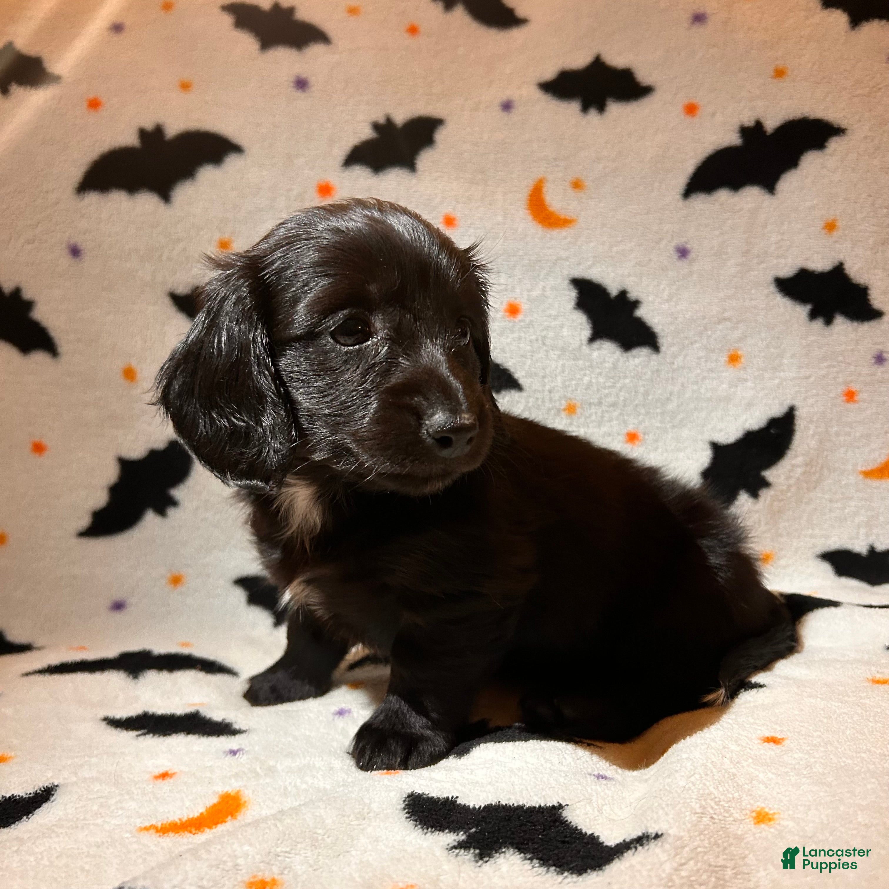 Miniature Dachshund dogs for sale: Poppy - Ad 2