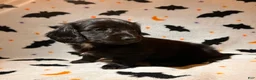 Miniature Dachshund dogs for sale: Poppy - Ad 1