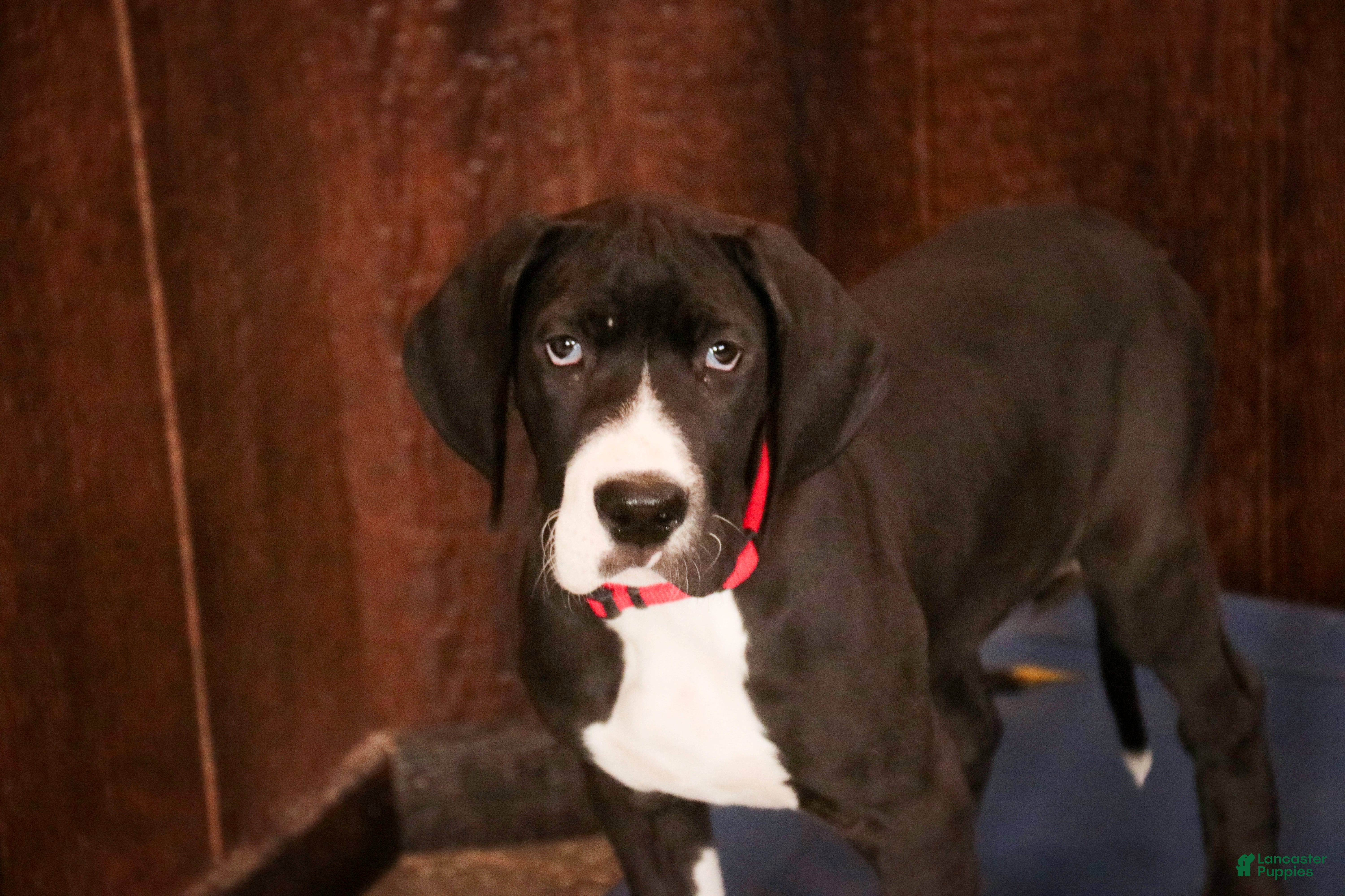 Great Dane dogs Lilah - Ad 27