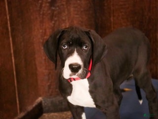 Great Dane dogs Lilah - Ad 39
