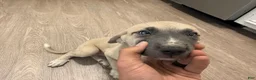Mixed Breed dogs for sale: Mixed Breed 4 - Ad 2