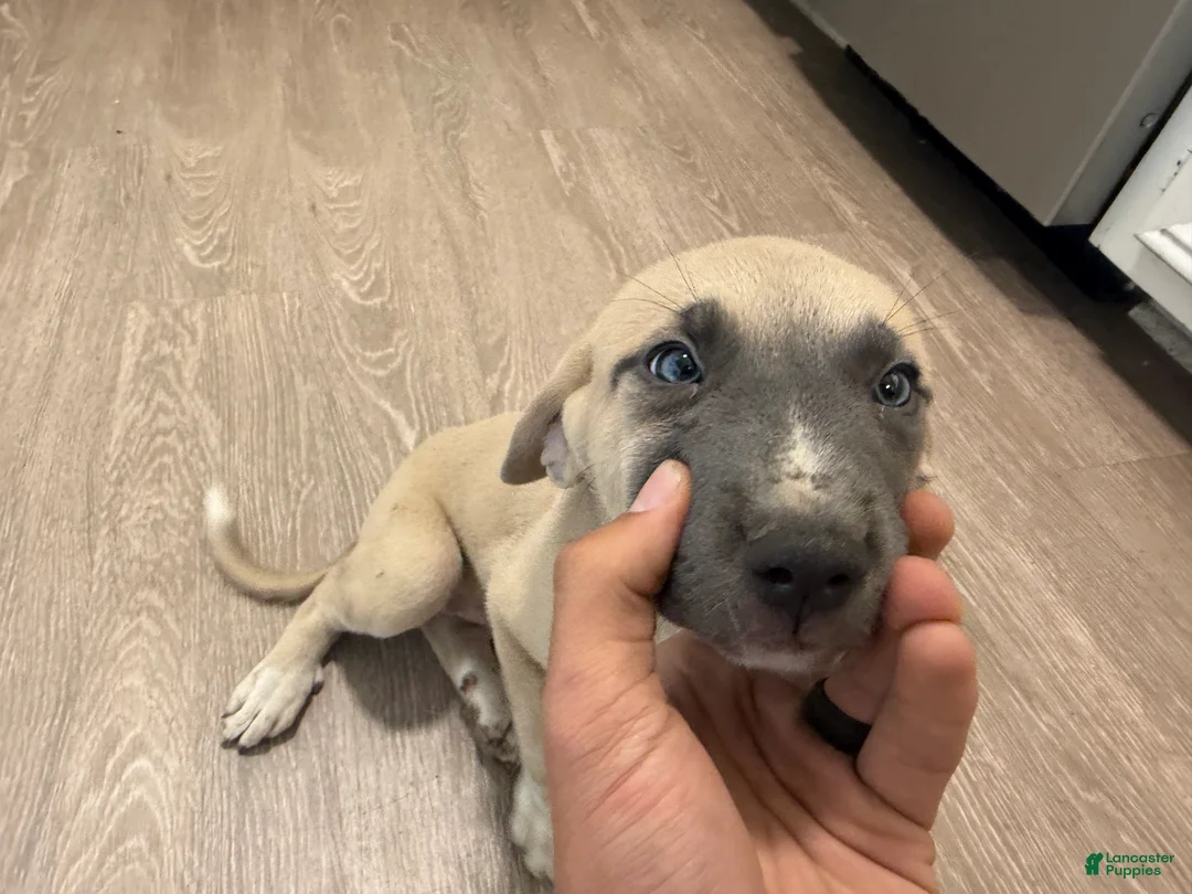 Mixed Breed dogs for sale: Mixed Breed 4 - Ad 2