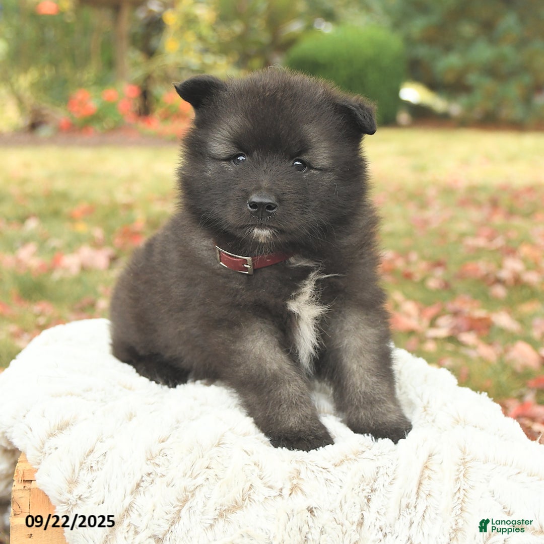 Keeshond dogs for sale: Monty - Ad 9