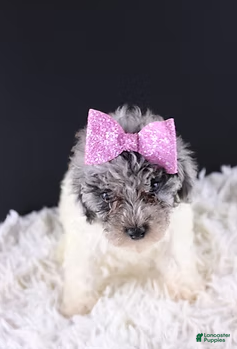 Toy Poodle dogs Brynn - Ad 16