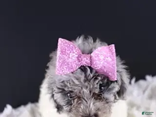 Toy Poodle dogs Brynn - Ad 16