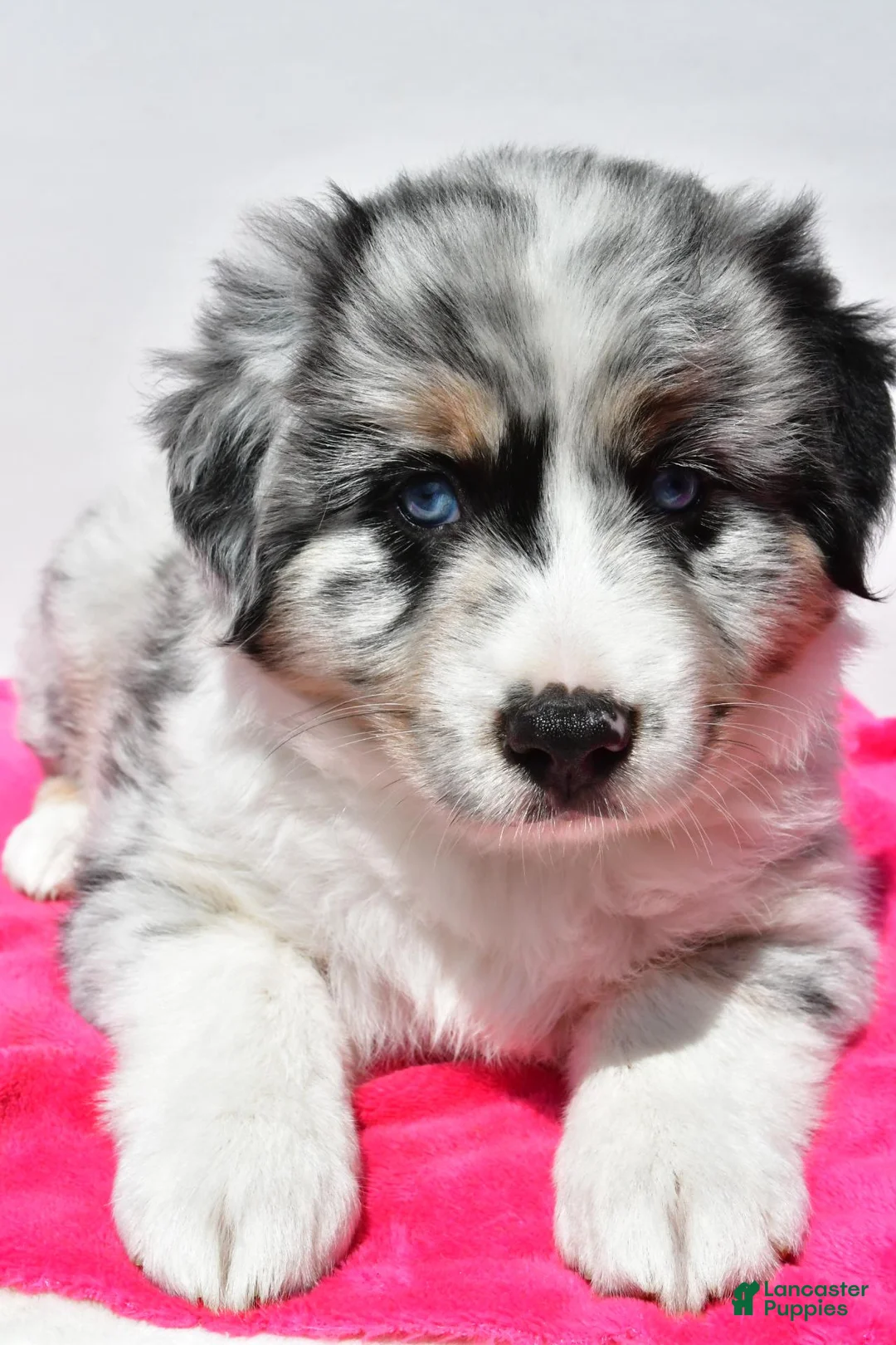 Miniature Australian Shepherd dogs for sale: Skye - Ad 2