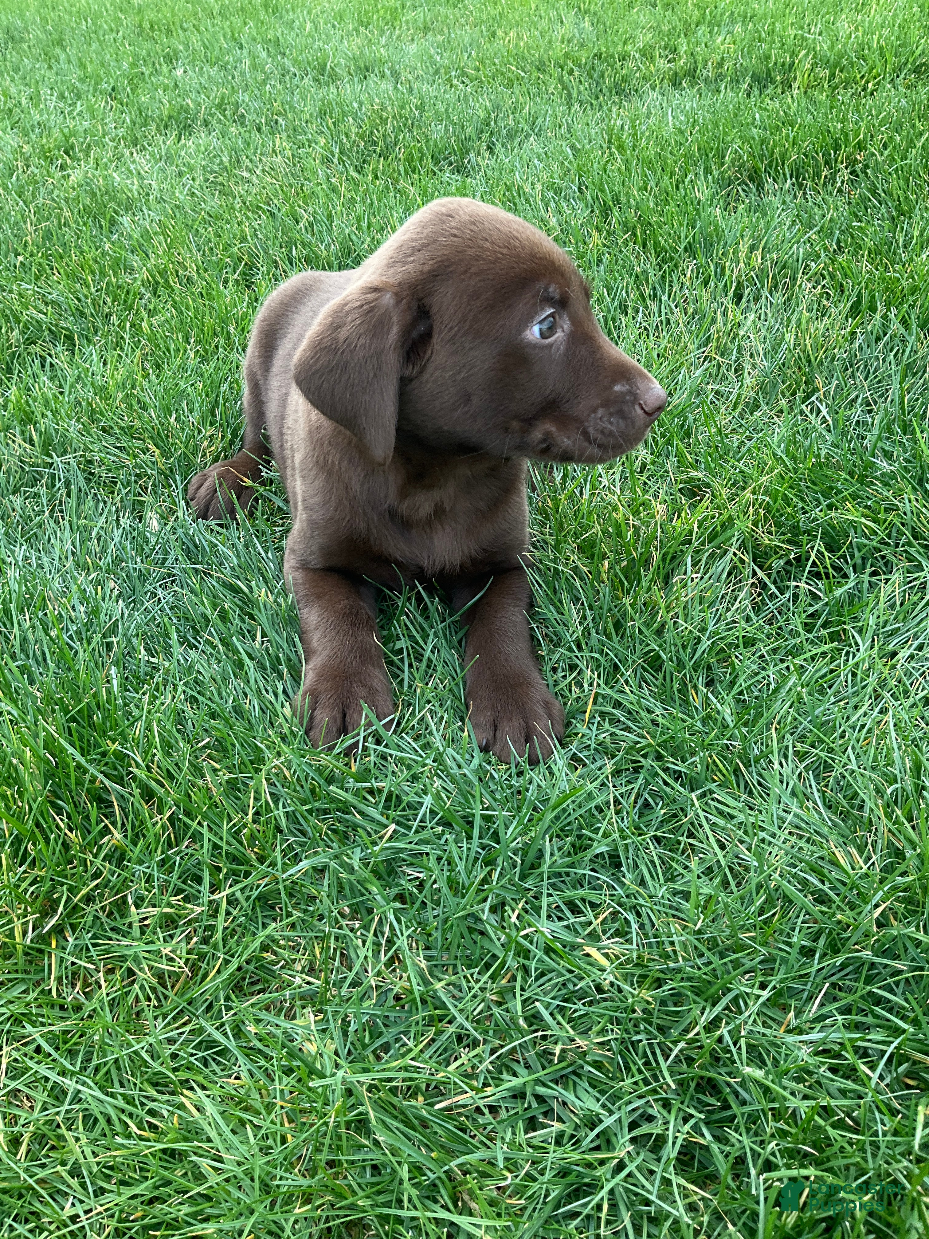 Labrador Retriever dogs Blake - Ad 2