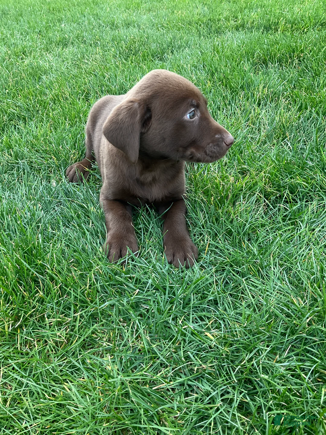 Labrador Retriever dogs for sale: Blake - Ad 2