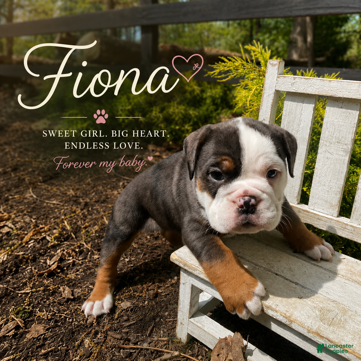 English Bulldog dogs Fiona - Ad 1