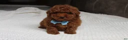 Toy Poodle dogs for sale: Tyler - Ad 6