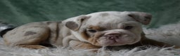 English Bulldog dogs for sale: Crystal  - Ad 2