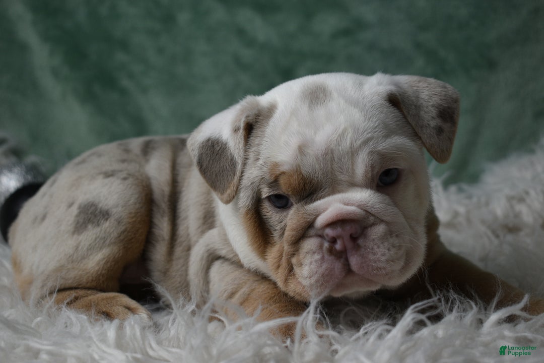 English Bulldog dogs for sale: Crystal  - Ad 2