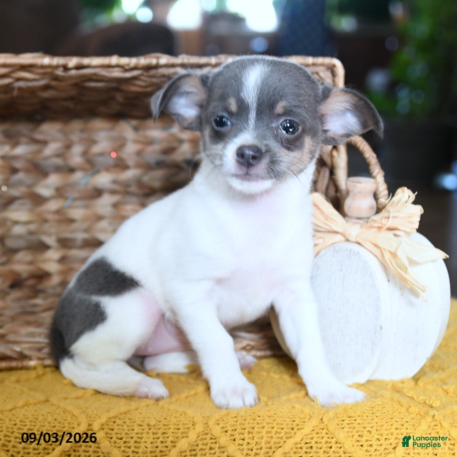 Chihuahua dogs Lola - Ad 2