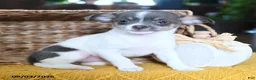 Chihuahua dogs for sale: Lola - Ad 2