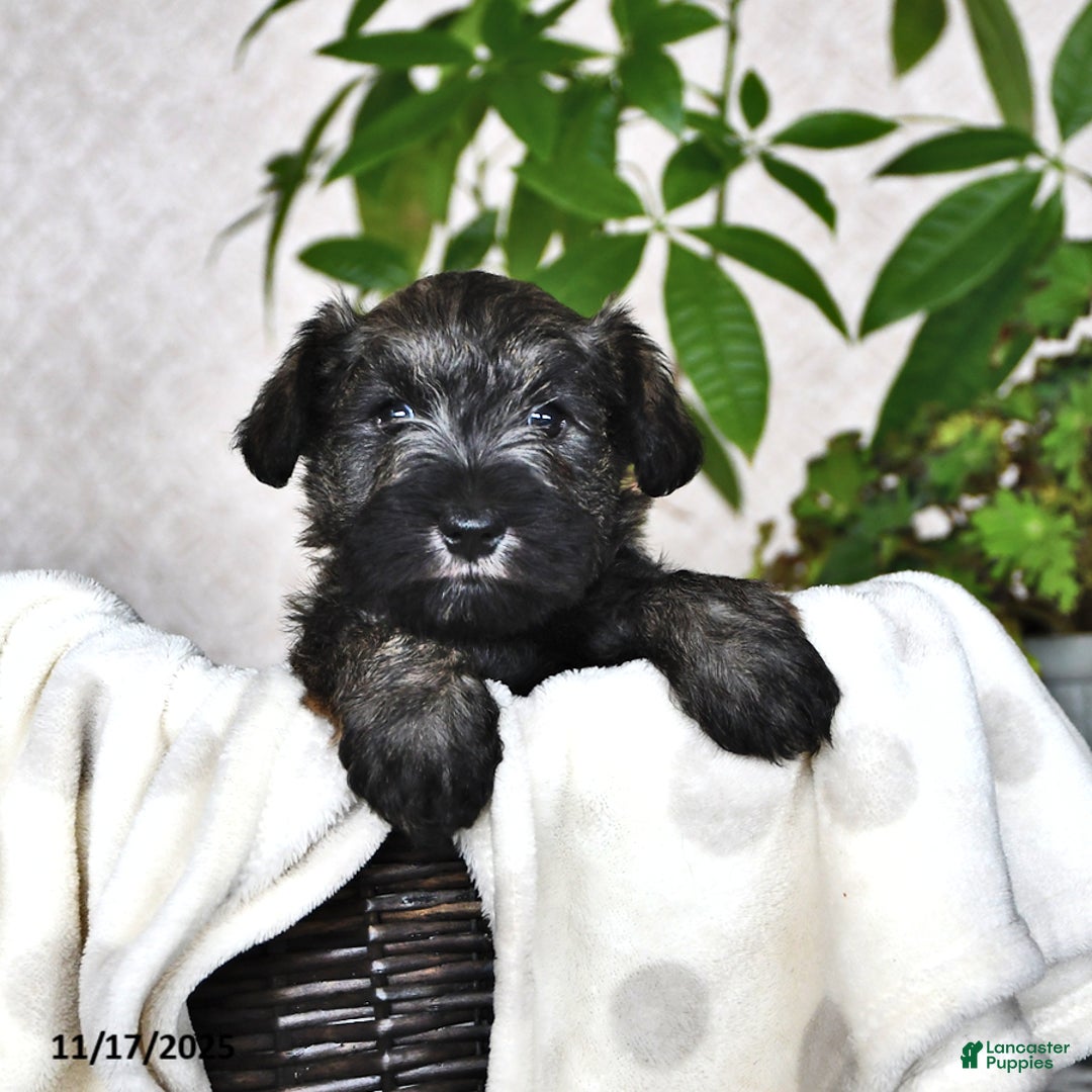 Miniature Schnauzer dogs for sale: Derek - Ad 4