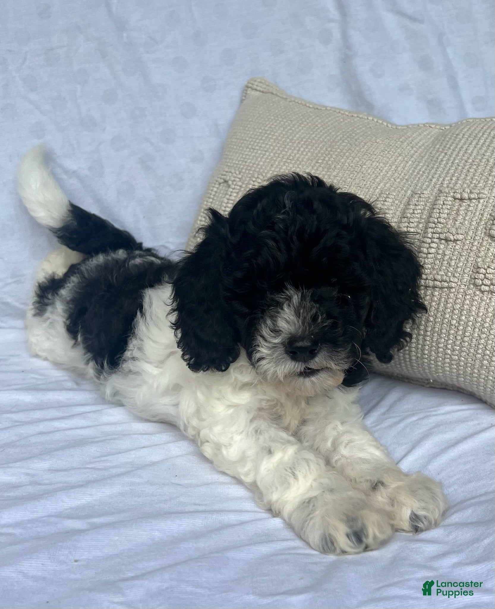 Mini Goldendoodle dogs Snoop - F1b mini Golden Doodle - Ad 2