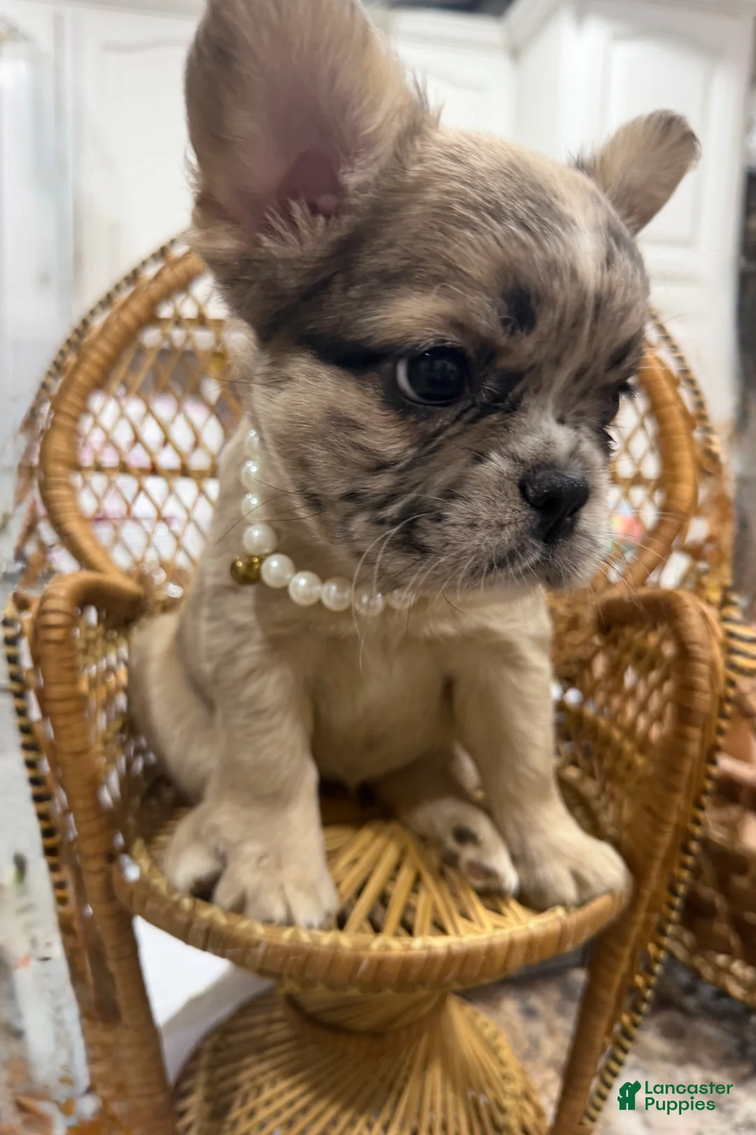 French Bulldog dogs for sale: French Bulldog 6 - Ad 1