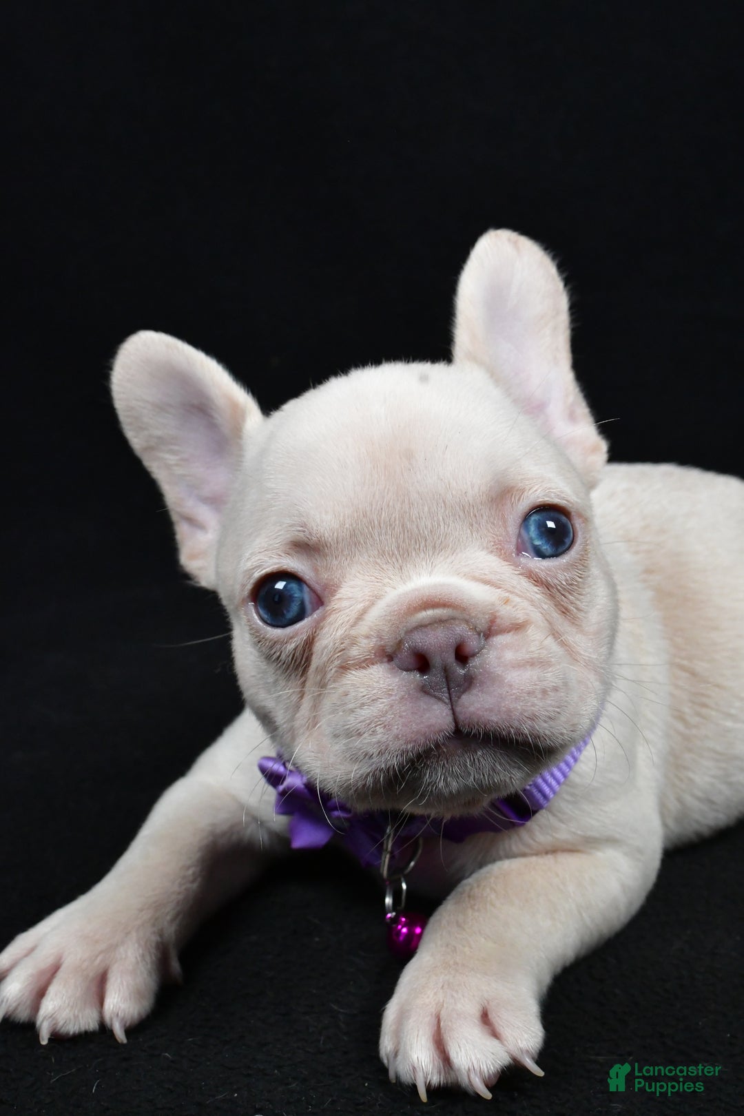 French Bulldog dogs for sale: Willow - Ad 5