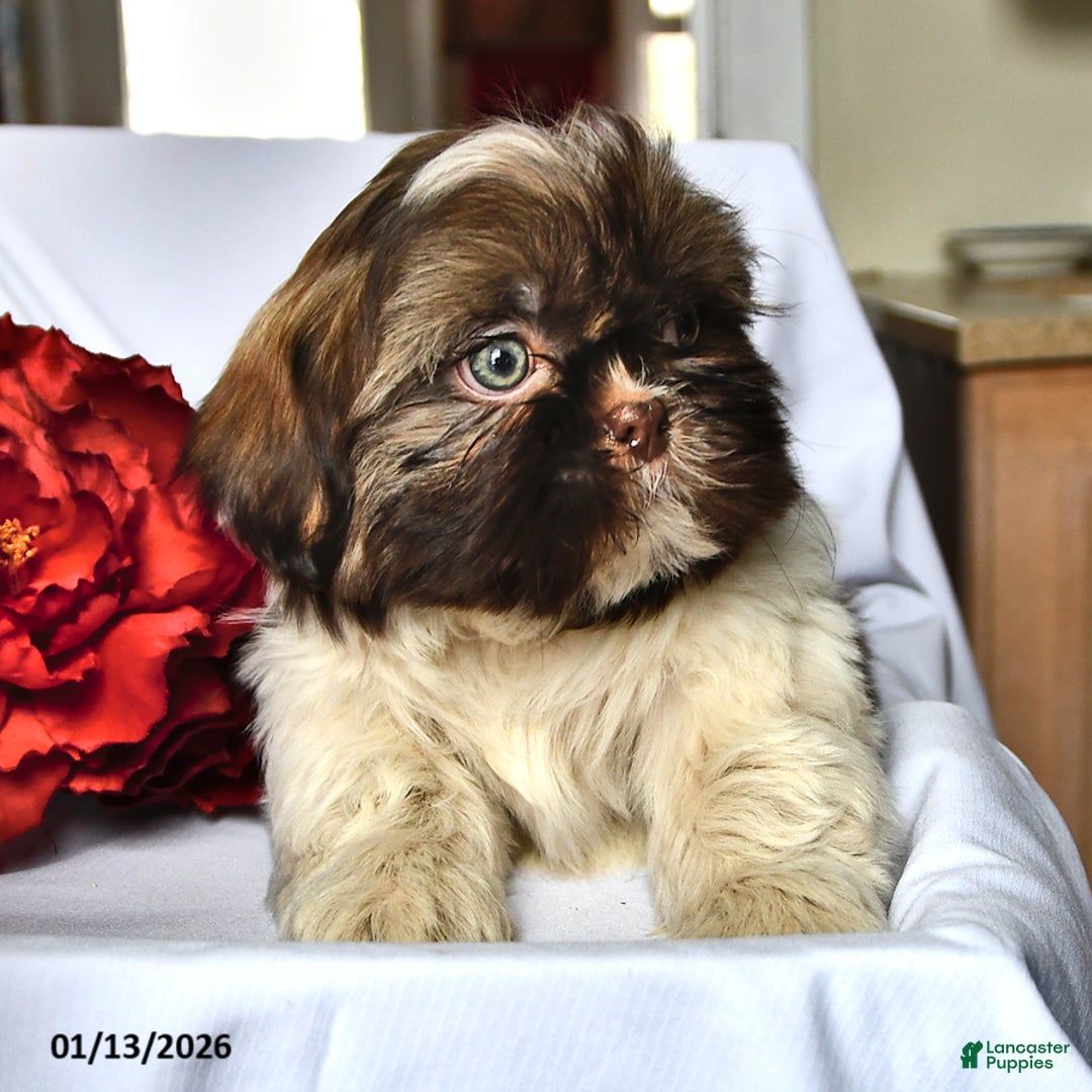Shih Tzu dogs for sale: Mace - Ad 3