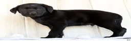 Labrador Retriever dogs for sale: Ricky - Ad 5