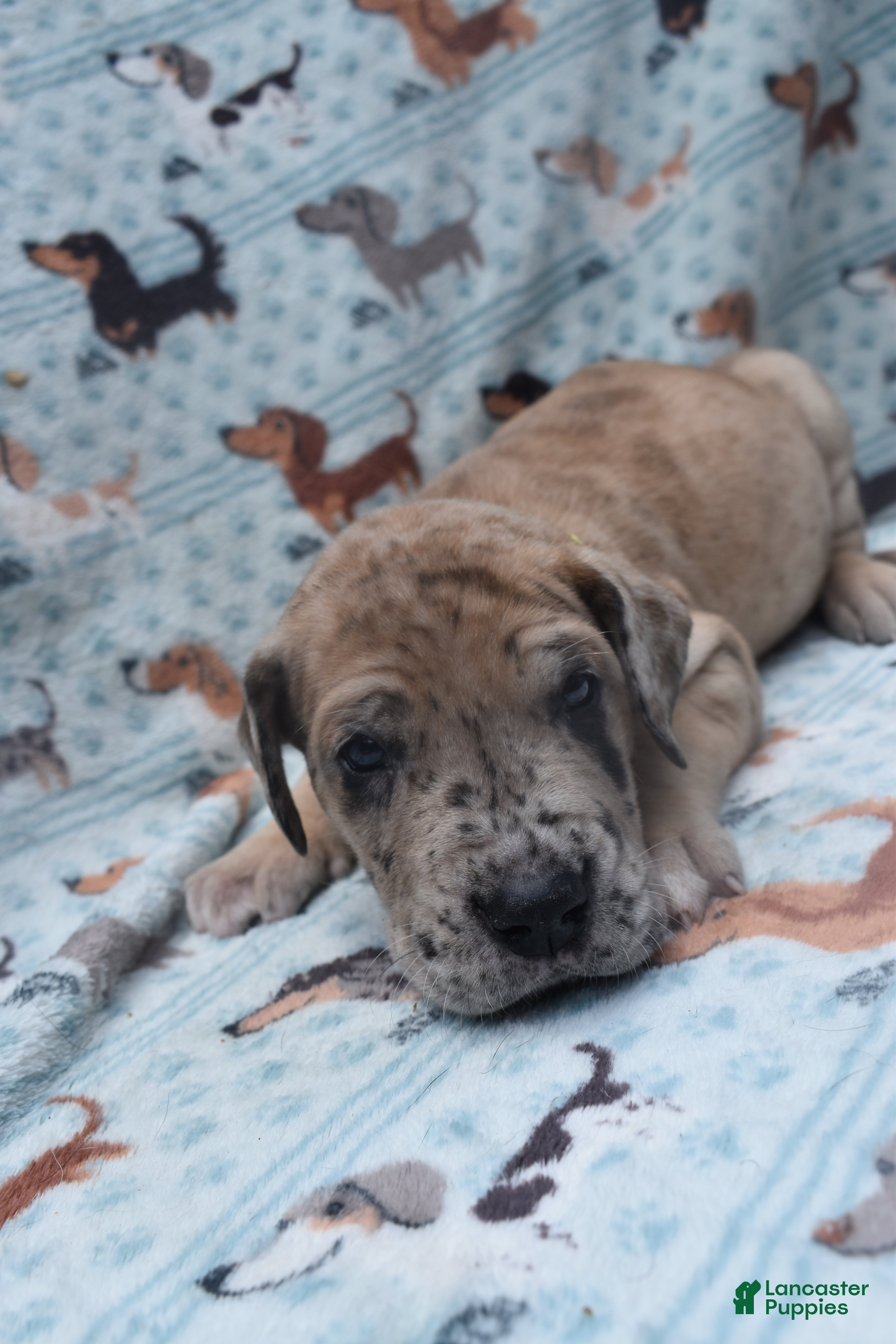 Great Dane dogs Great Dane - Yellow Collar - Fawn Merle (Scooby Doo) - Ad 1