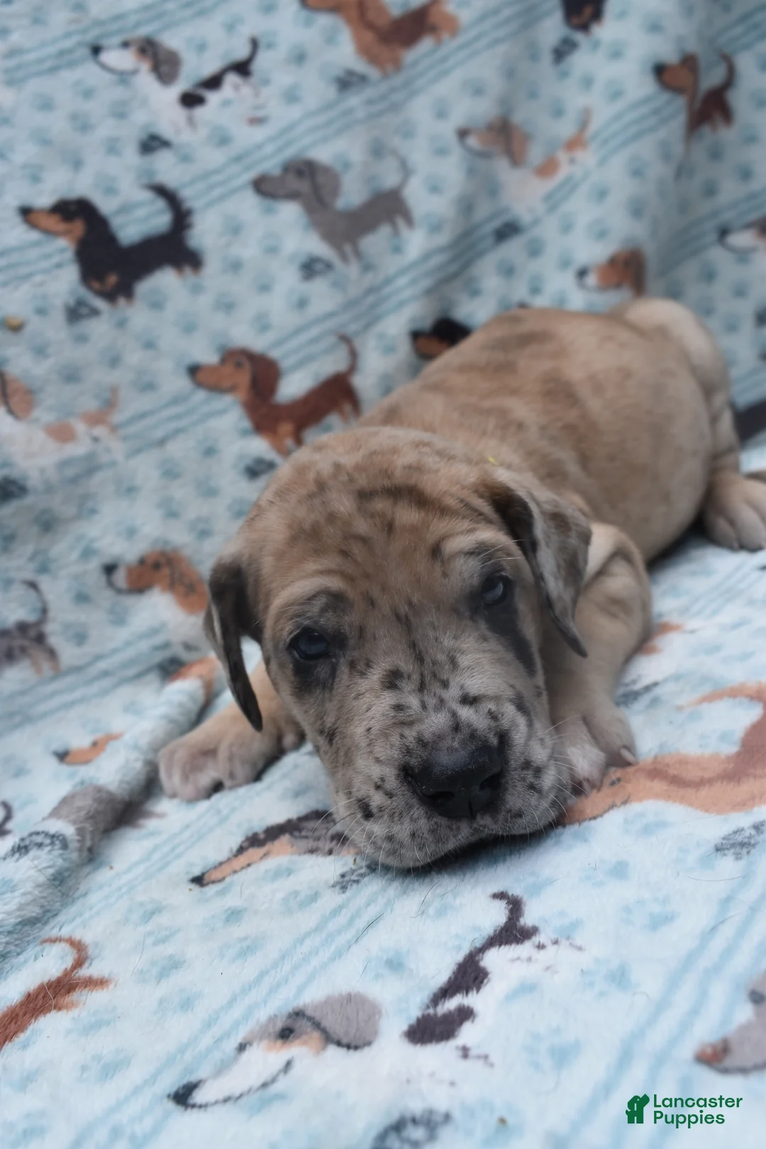 Great Dane dogs for sale: Great Dane - Yellow Collar - Fawn Merle (Scooby Doo) - Ad 1